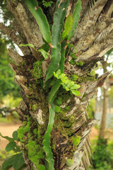 Cactos no Dendê 