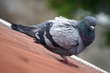 Pigeon standing on a roof, defocused background