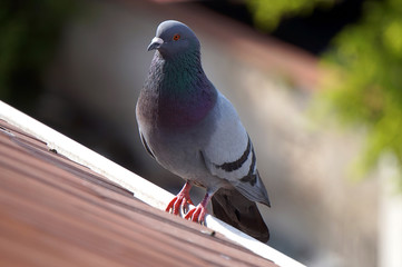 Pigeon standing on a roof, defocused background