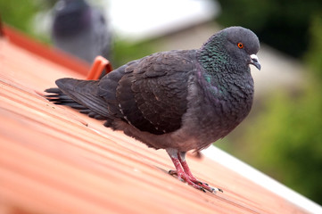 Pigeon standing on a roof, defocused background