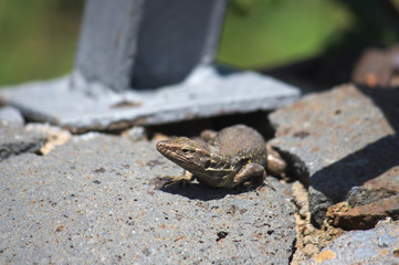Image of a female lizard of Tenerife