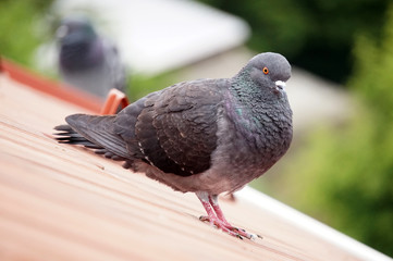 Pigeon standing on a roof, defocused background