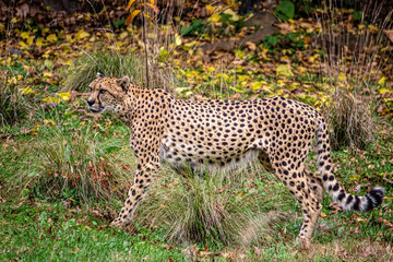 The cheetah is a large cat of the subfamily Felinae that occurs in North, Southern and East Africa. Image of full bady cat standing and looking to the left.