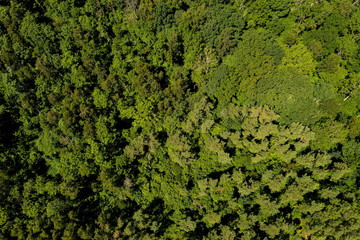 aerial shot of forest