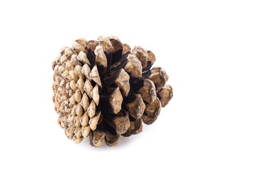 Pine cone