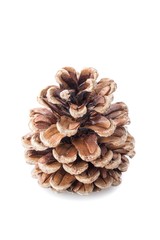 Pine cone