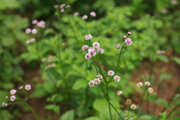 Flores
