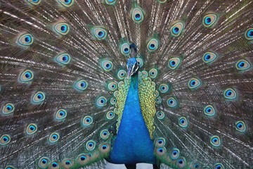 Obraz premium peacock with feathers out