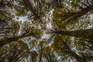 Conguillío National Park