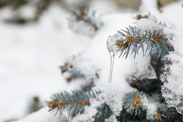 Snow and ice covering an evergreen branch