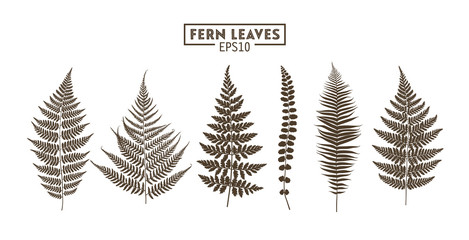 Set of fern leaves isolated on white background. - obrazy, fototapety, plakaty