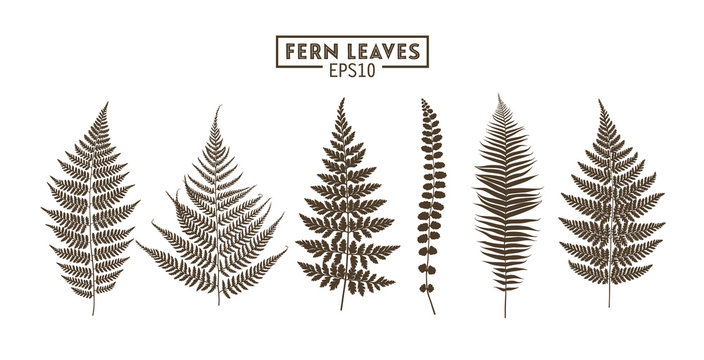Set of fern leaves isolated on white background.