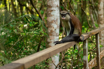 close up of a monkey on a walkway