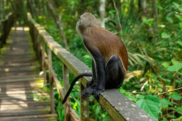 close up of a monkey on a walkway
