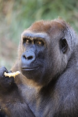Obraz premium gorilla