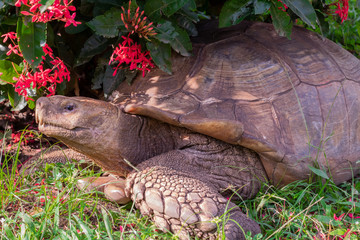 tortoise in a park