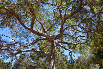 Tree against blue summer sky