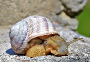 snail on a stone