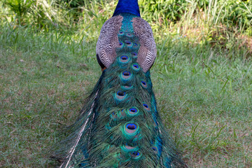 Obraz premium peacock in the park