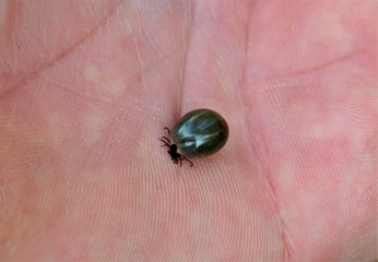 A big tick on palm