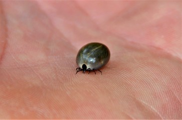 A big tick on palm