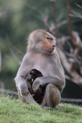 baboon and baby