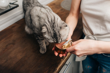 Cropped view of young woman giving grey scottish fold cat pet food in can