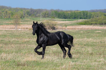 Black Horse in a Field