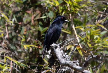Black bird on tree