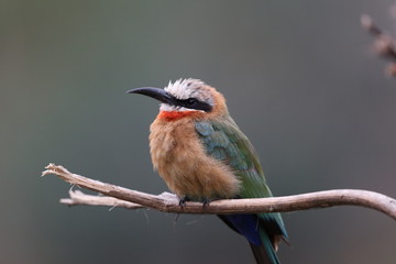 White-fronted Bee-eater