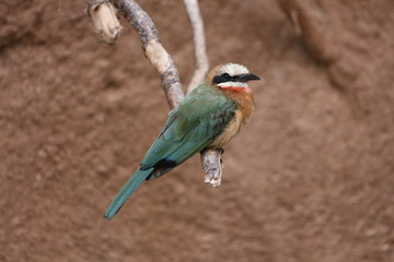 White-fronted Bee-eater