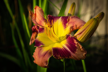 Sunset Day Lily #1