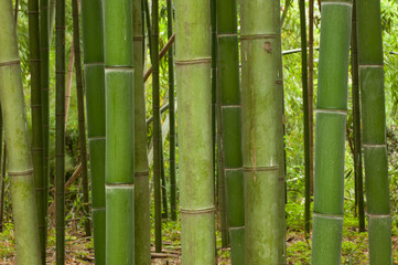 Beautiful horizontal bamboo stalks with leaves in the background.