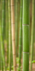 Beautiful vertical bamboo stalks with leaves in the background.