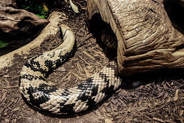 False water cobra snake.  Image has sharp head with body a bit blurred. Body is curled and the head is pointed away and at the top of the picture.