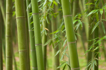 Obraz na płótnie Canvas Beautiful horizontal bamboo stalks with leaves in the background.