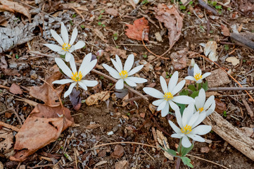A group of several blooming blood root plants growing wild in the North Carolina mountains.