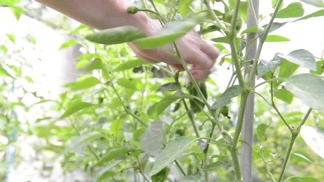 a hand picking peppers from the harvest