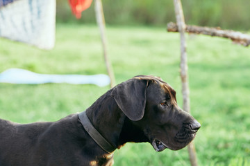 portrait of a dog