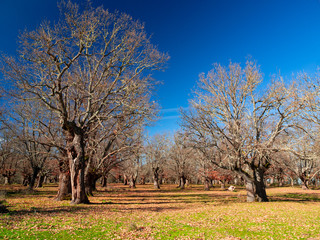 Oak forest in autumn
