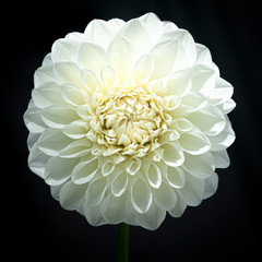 White Dalhia, The national flower of Mexico