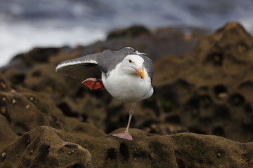 seagull on beach