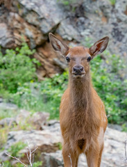 Curious Elk Calf