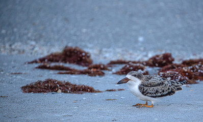 Skimmer Chick on Beach, Florida #2
