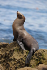 Naklejka premium California sea lion