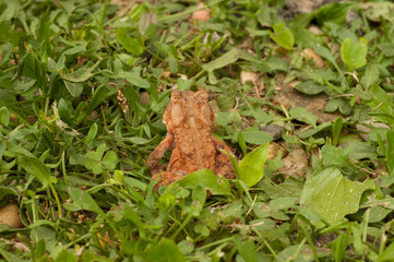 Back of an American toad frog in the grass.
