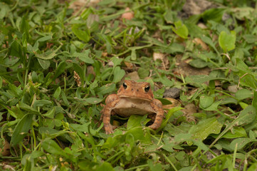 American toad frog in the grass looking at camera.