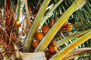 tropical fruit on a tree