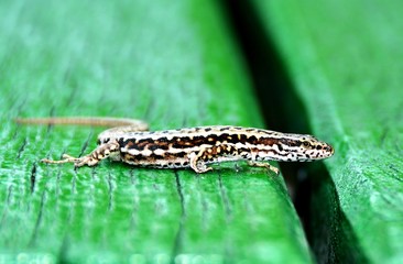 a Zootoca vivipara lizard on a plank 
