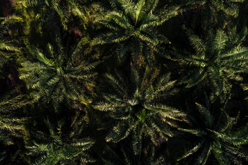 Green oil palm plantation field agricultural industry